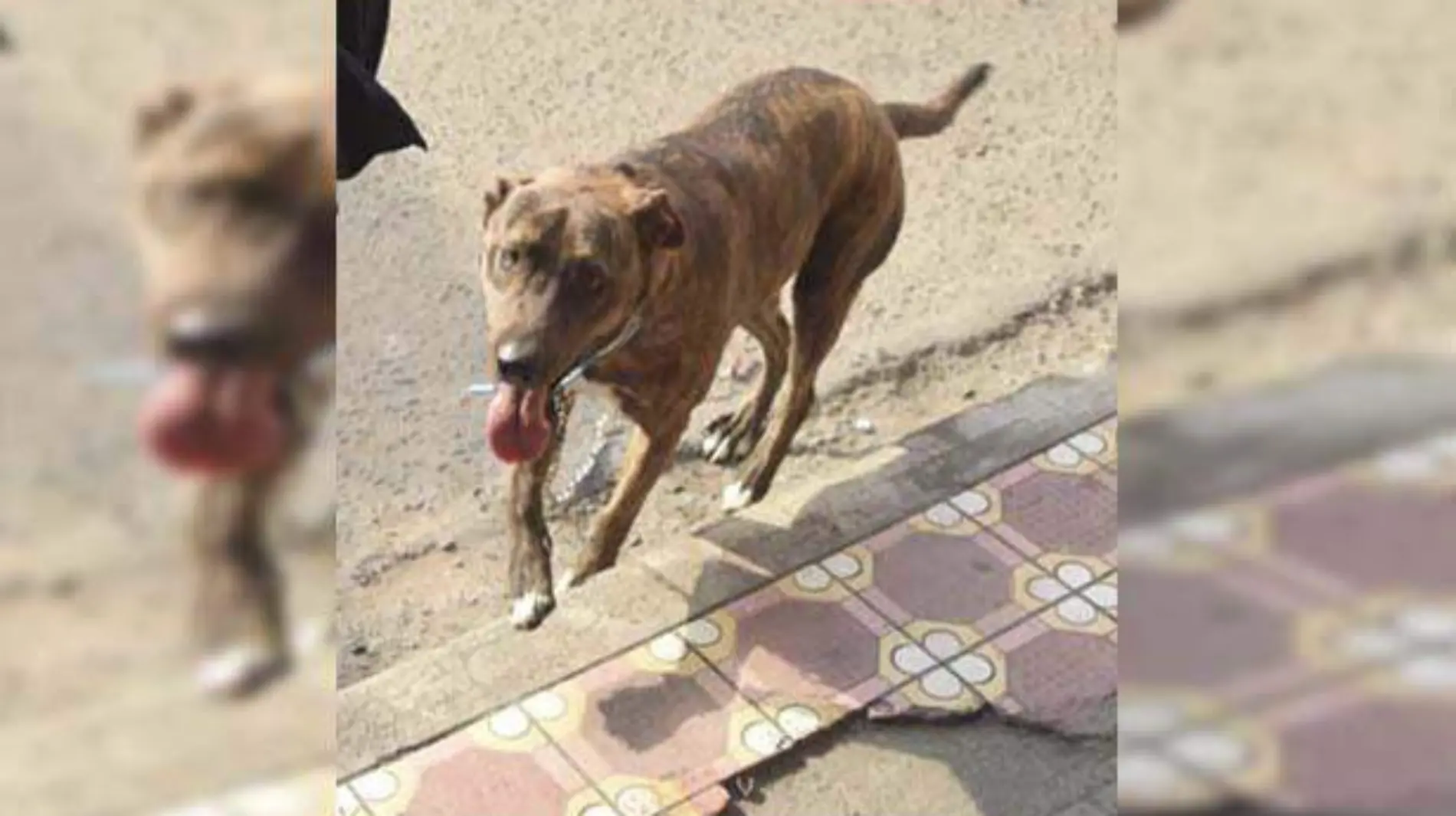 Piden emplear el término bienestar animal, en lugar de maltrato animal.